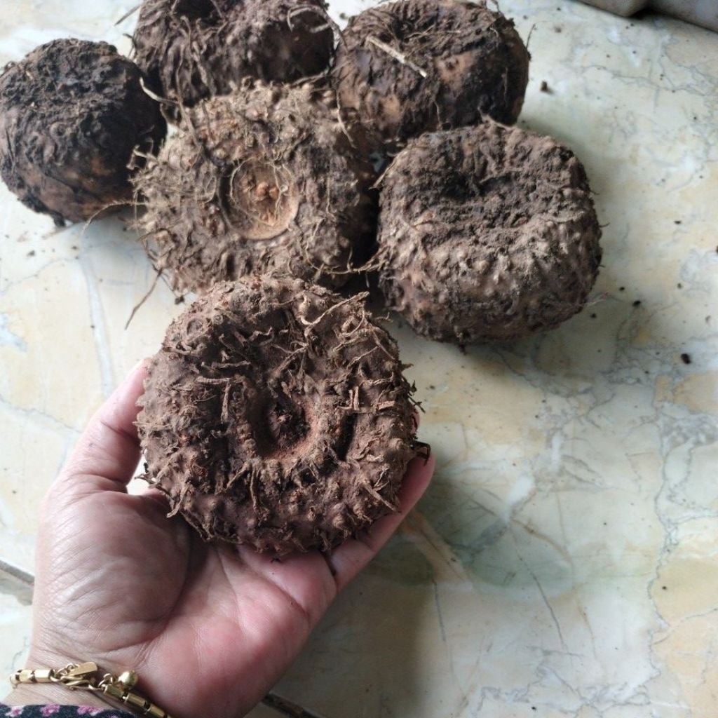 

bibit porang umbis sedang 1kg isi 4-5-10