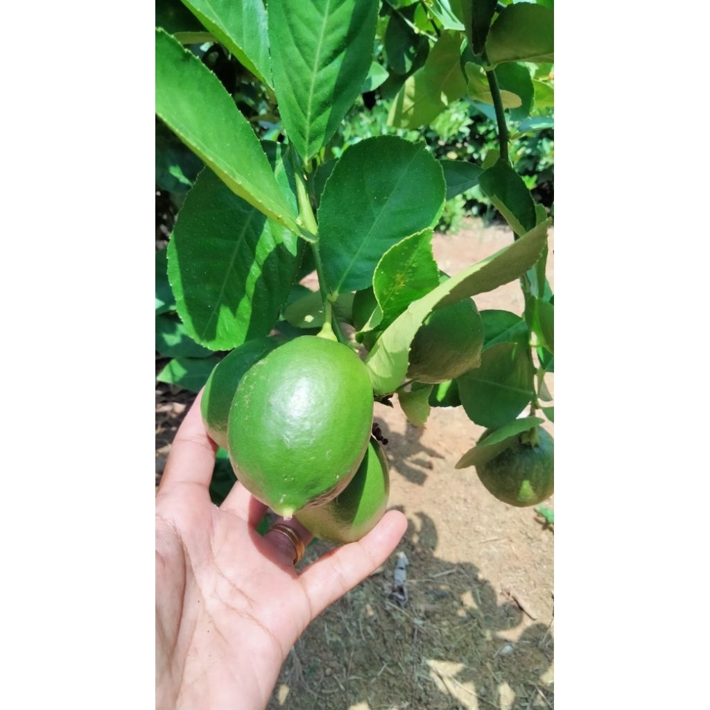 

Jeruk lemon lokal Segar 1 kg