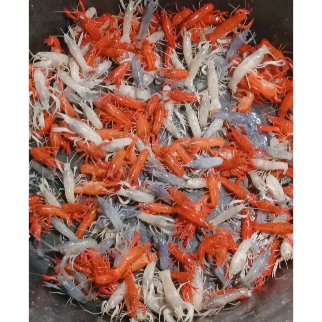 lobster hias klarky paketan 10 ekor