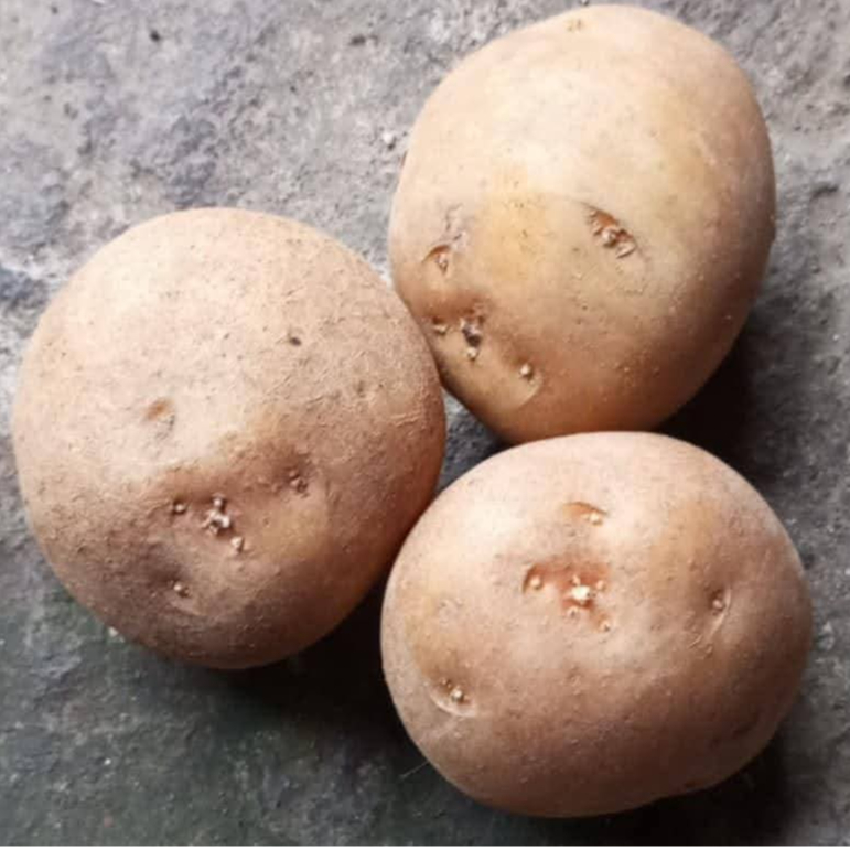 

kentang fress (500 gram dan 1000 gram)berukuran sedang ,besar berkualitas premium