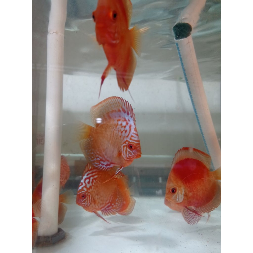 Discus sanmerah 2,5 inchi ikan aquascape /discus berkualitas terbaik