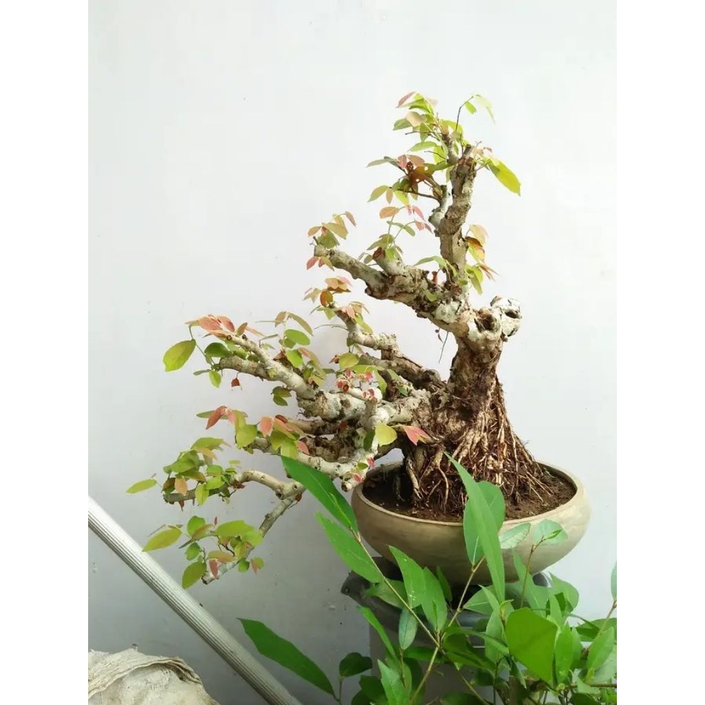 bahan bonsai walikukun big dan berkarakter