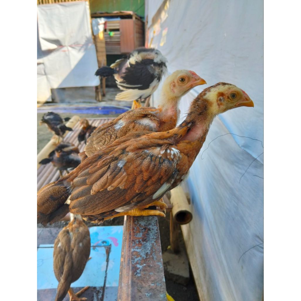 Ayam Pakhoy Hidup Umur 1-4 Bulan