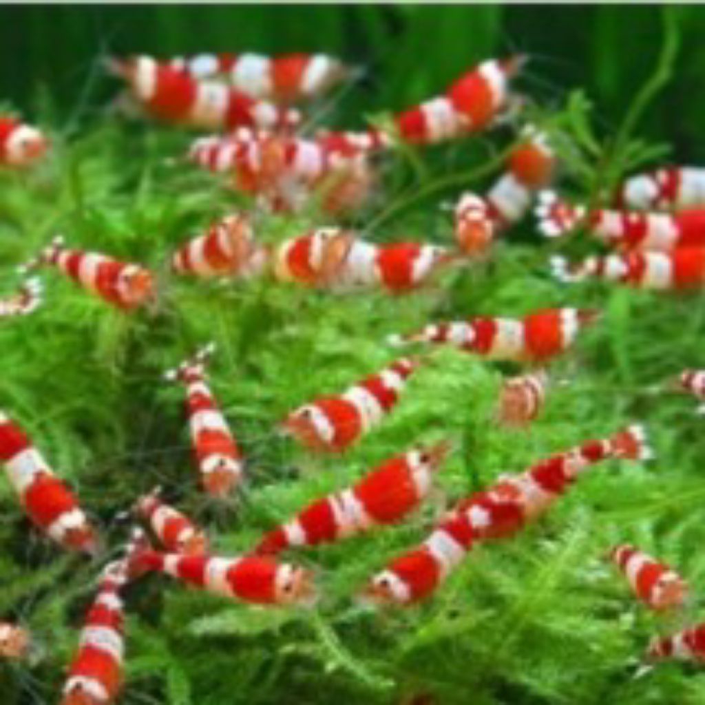 

UDANG RED BEE SHRIMP(UDANG HIAS)