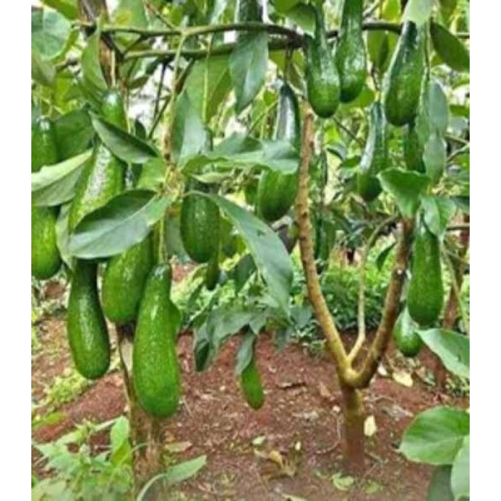 bibit alpukat aligator siap berbuah