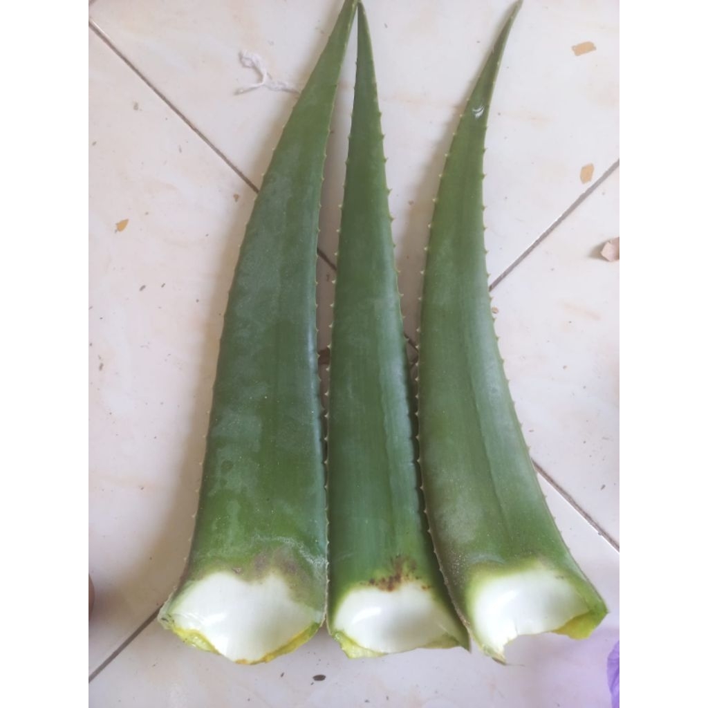 

Pelepah Lidah Buaya Organik / Lidah Buaya Barbadensis Jumbo 1kg Muat 3 Pcs