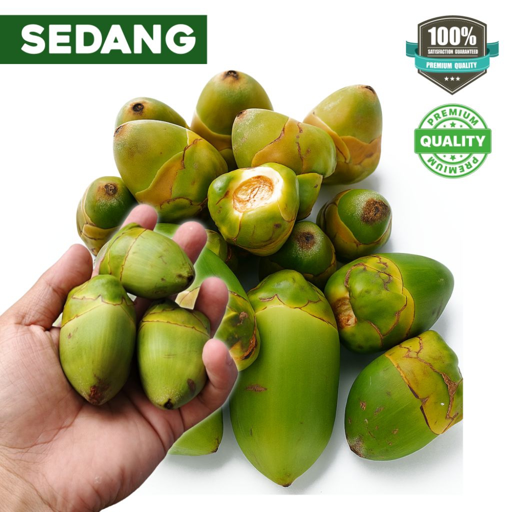 

PROMO Beluluk Kelapa / Tembuluk Kelapa Sedang Per 10 Biji Herbal Alami Diabetes