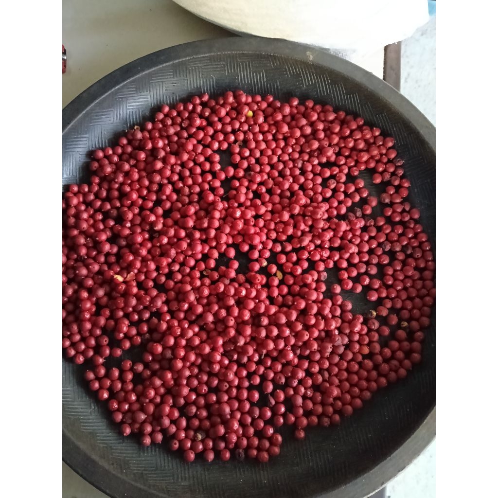 

Biji palem jepang 250gr