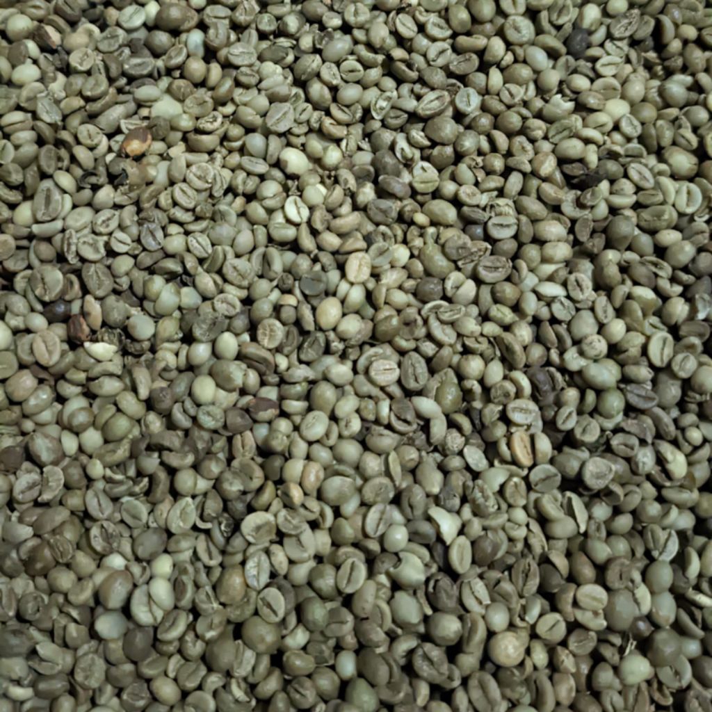 

WAJIB CO‼️ BIJI KOPI ROBUSTA MENTAH 5KG ASALAN — FRESH PANEN, WANGI KUAT, HARGA GROSIR