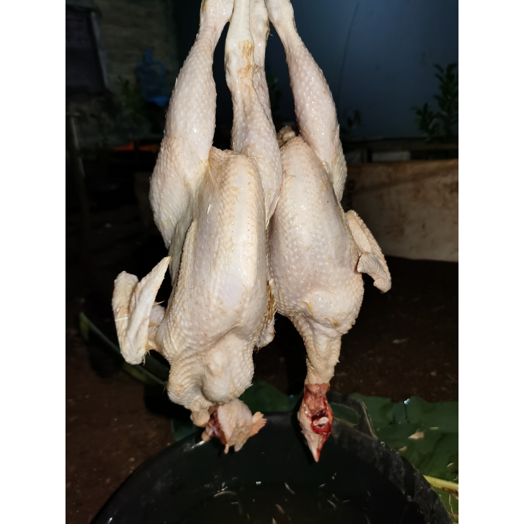 

Ayam Potong Boiler Karkas Segar / Frozen