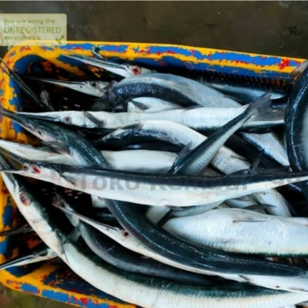 

Ikan Cendro 1Kg Ikan Cendro Segar