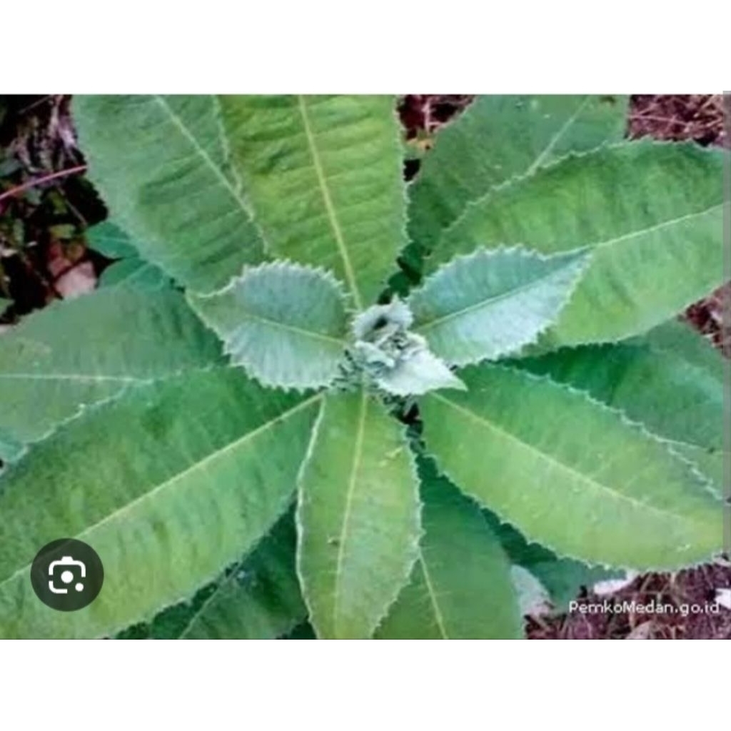 

daun semung segar 1kg