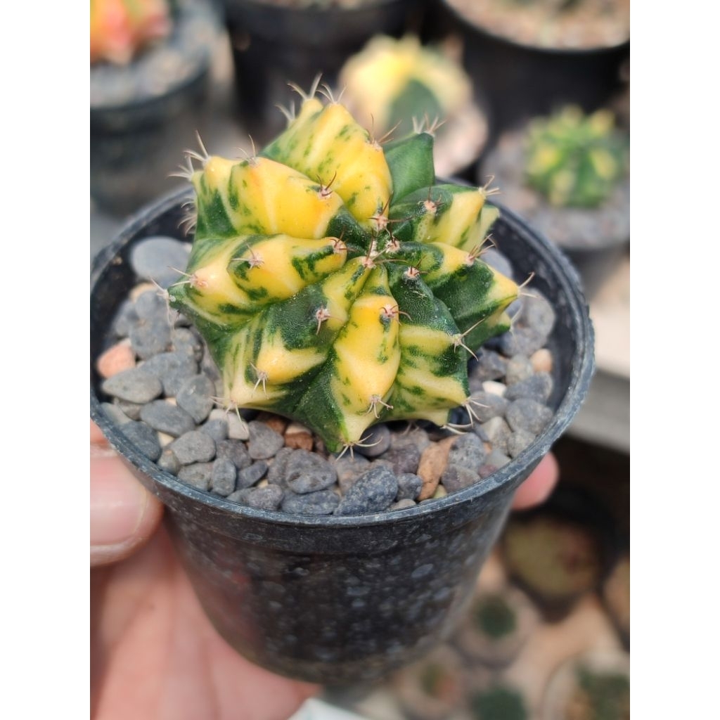 miha orange indukan gendong anak