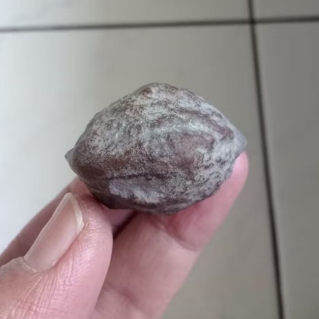 Kemiri Adu Muncang Adu Jawa Arin Ori Pasangan Mewah