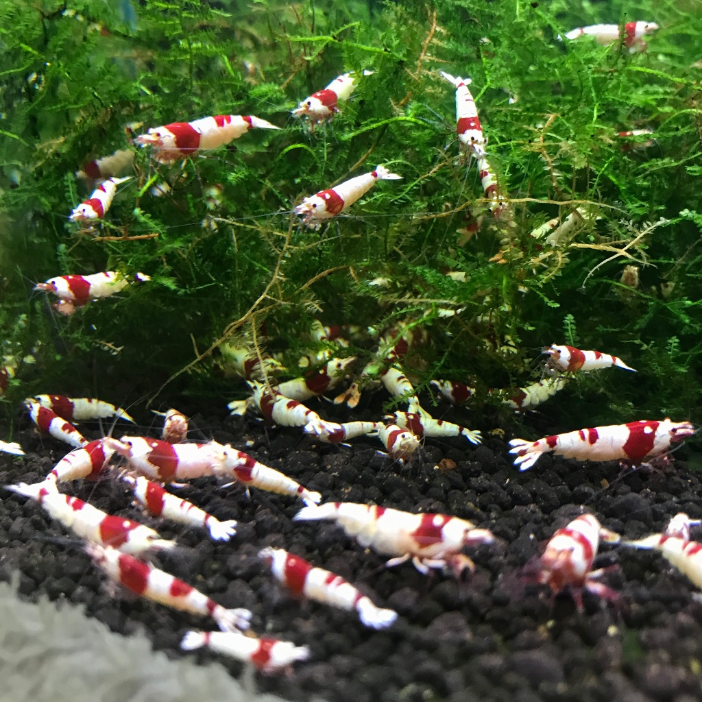 Udang Hias Caridina Pure Red Line (bukan Red Bee).