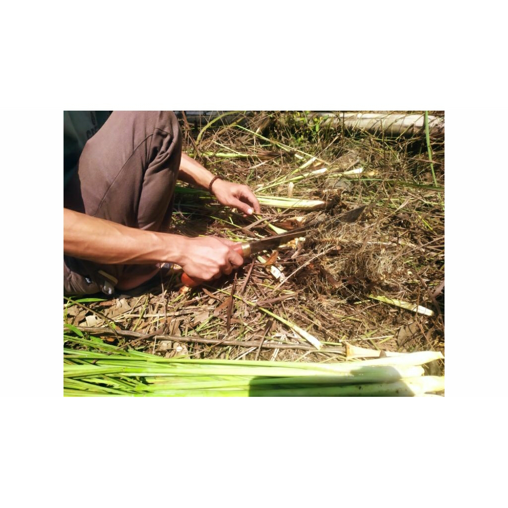 

sirih/sereh( isi 10 tangkai)