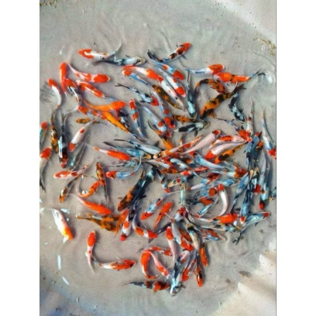 Kohaku sanke methalik platinum