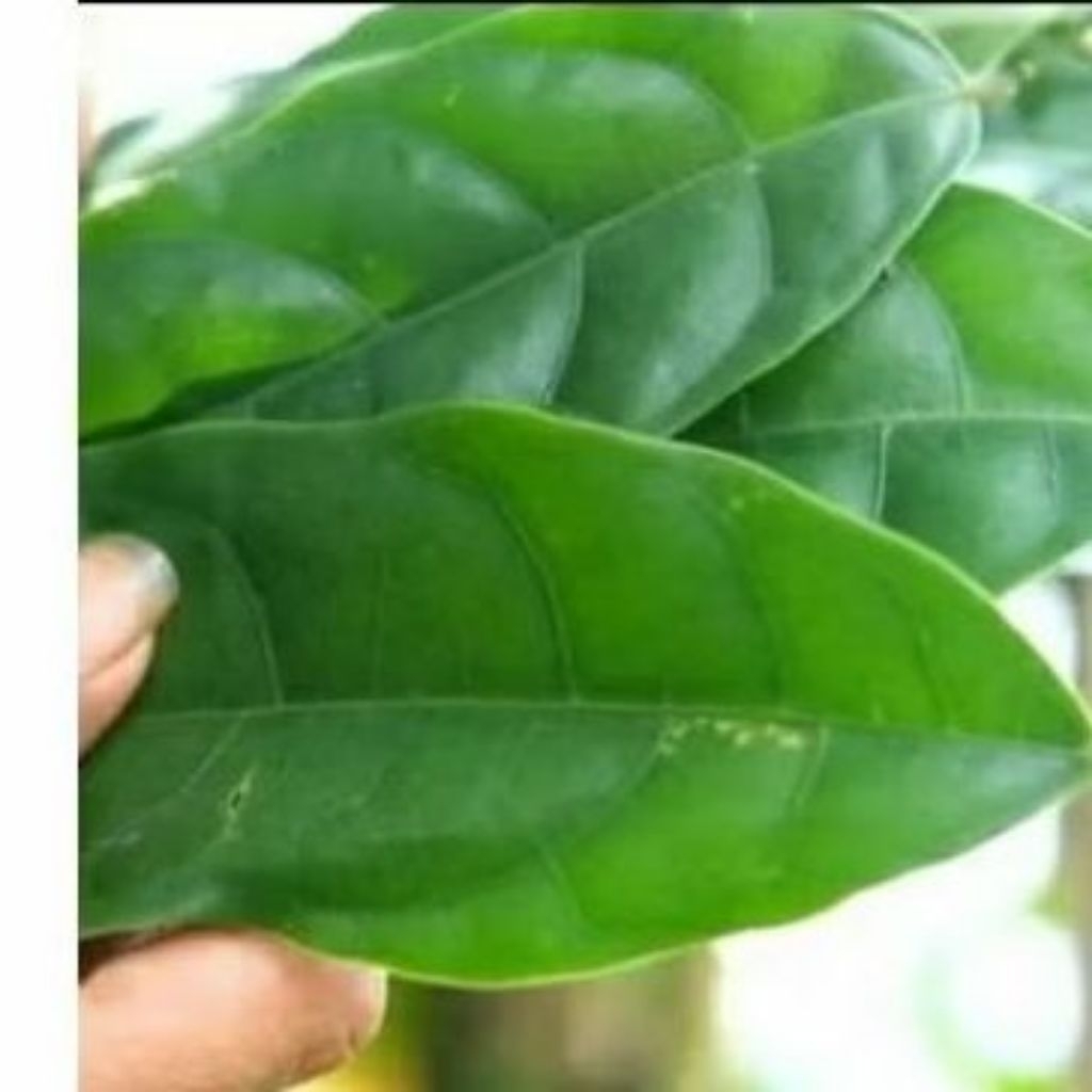 

daun hantap segar di petik langsung ketika orderan masuk berat 500 gram