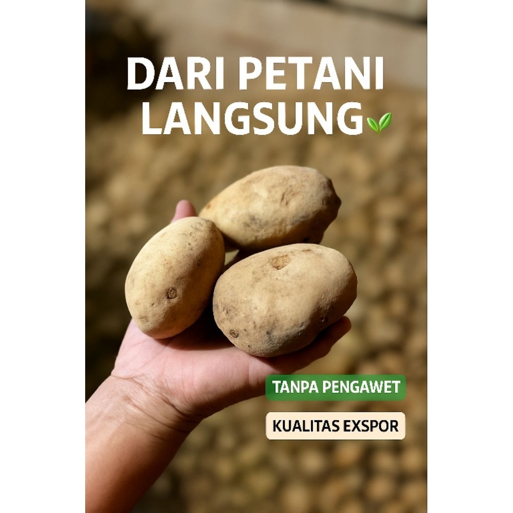 

Kentang Dieng Asli Original