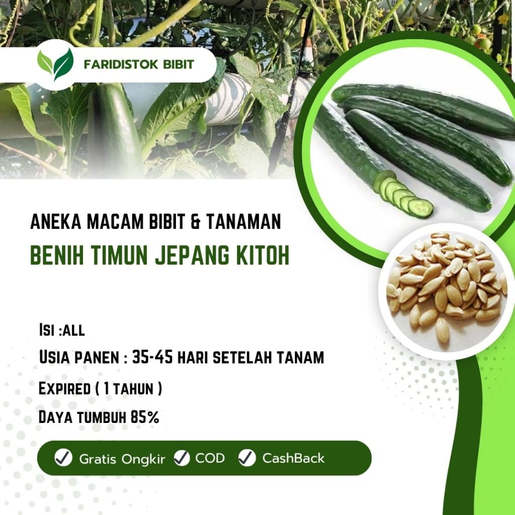 100 biji benih timun jepang kitoh