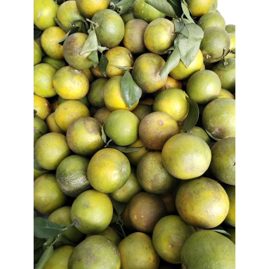 

buah jeruk iris manis 1kg. jeruk java,pacitan