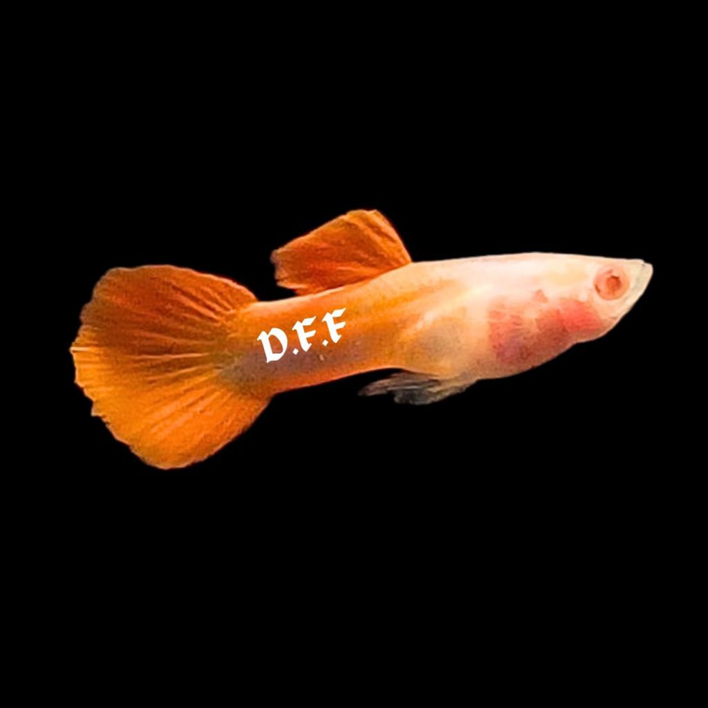 

kardus packing-A red glassbelly shorttail