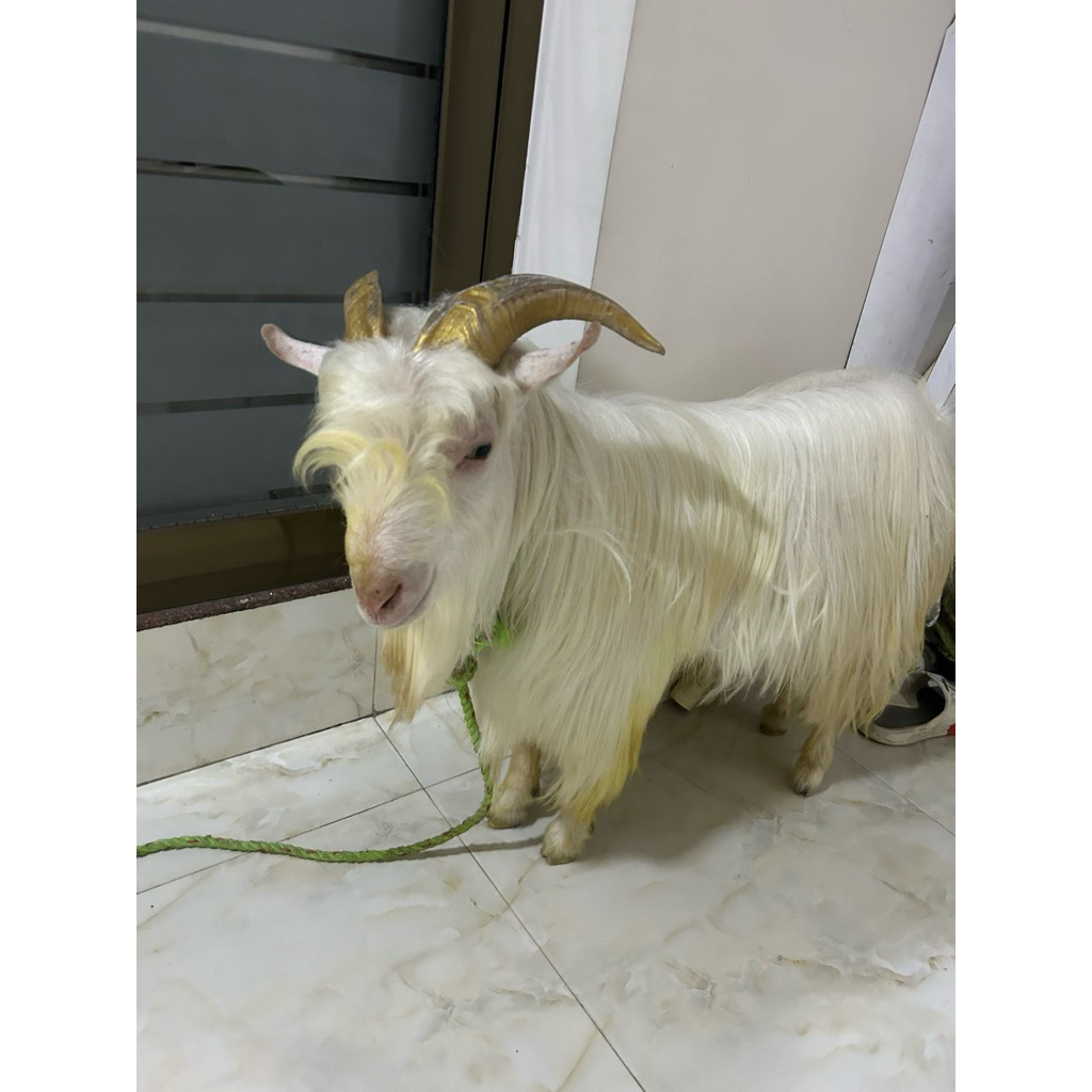 

Pelunasan Kambing 3