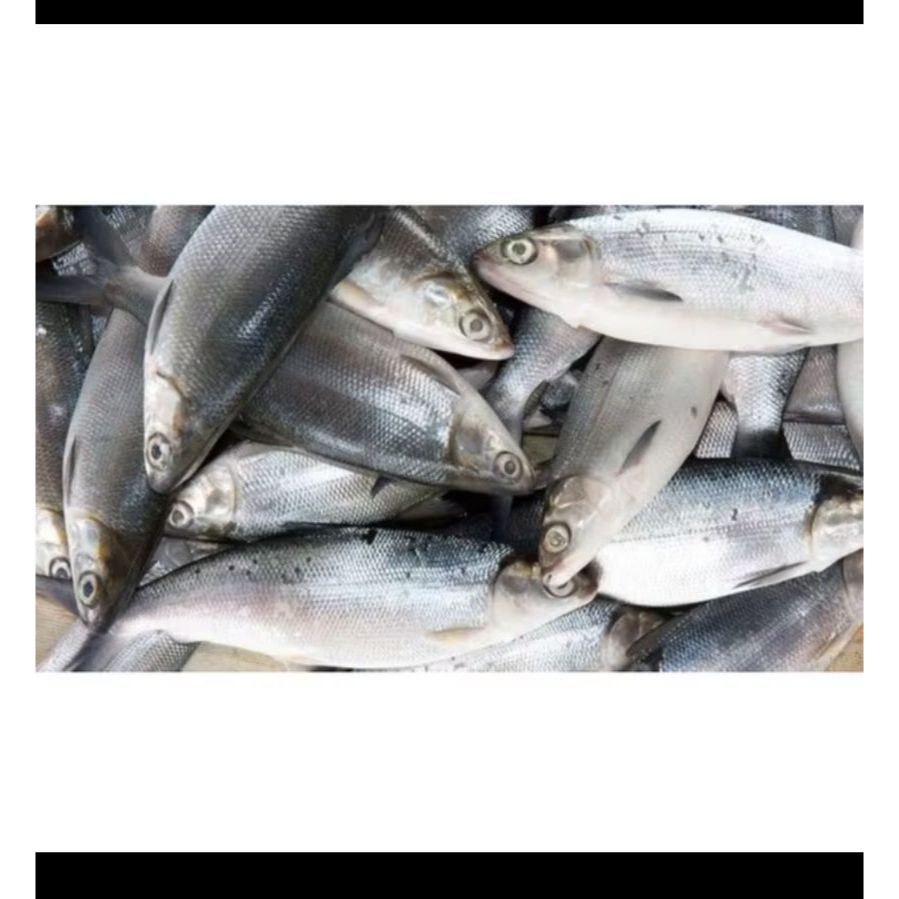 Ikan Bandeng Segar 1 murah / Ikan Bandeng