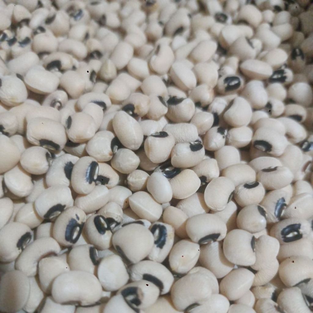 

KACANG PUTIH / Black Eyed Beans /Kacang Tunggak Putih