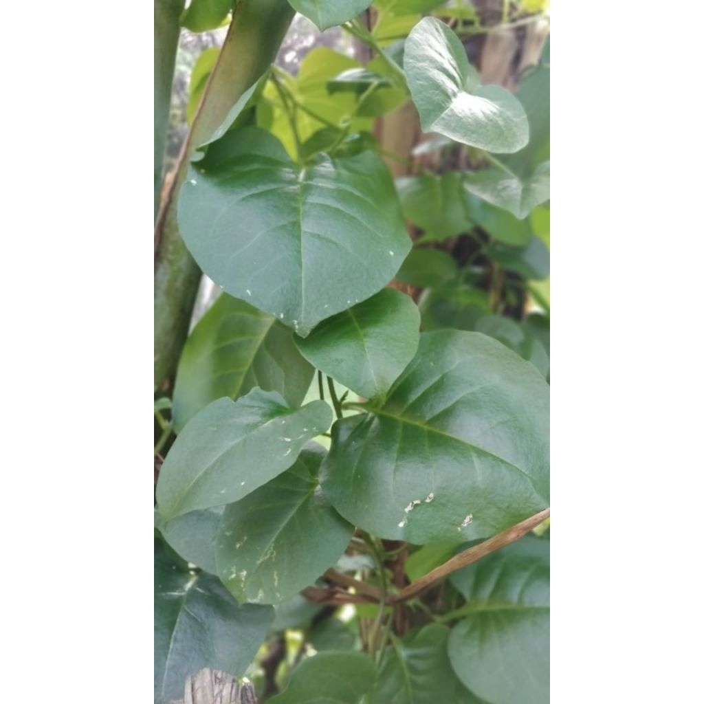 

Daun binahong segar alami Petik Langsung 250 gram