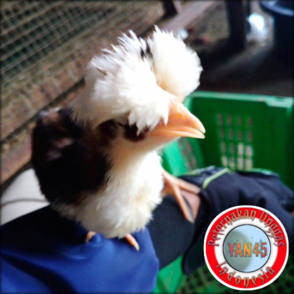 Ayam Poland | Ayam Hias | Ayam Jambul | Usia 1 Bulan | Yan45