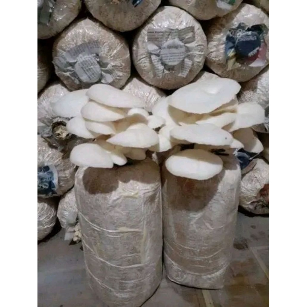 

baglog jamur tiram putih, plastik uk 17x32x04