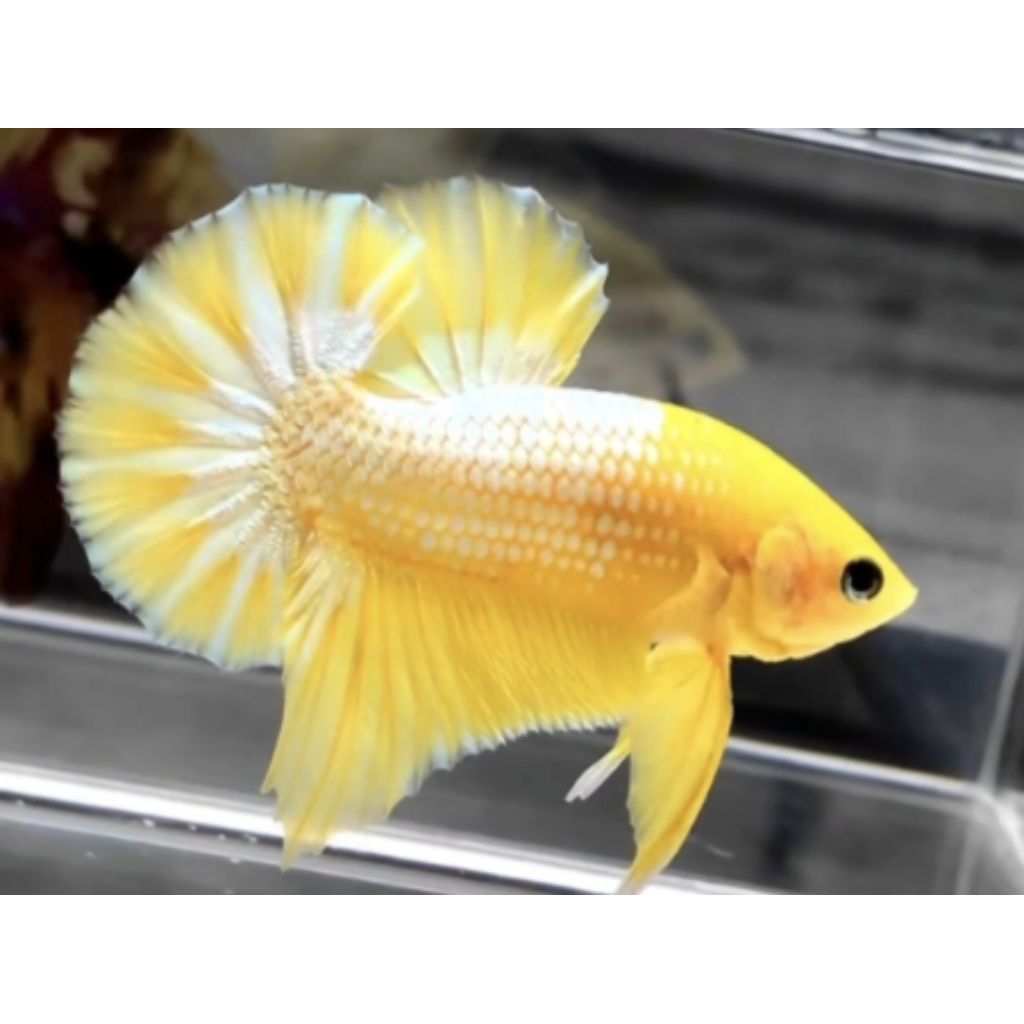 HIASAN AQUARIUM YELLOW FCCP GRADE
