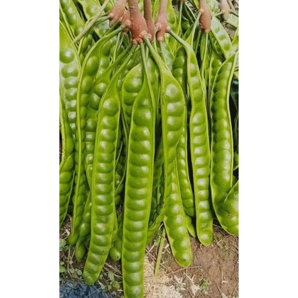 

pete sedang per 5 papan