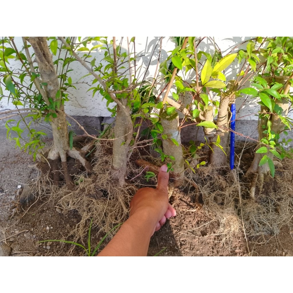 Anting Putri Bonggol