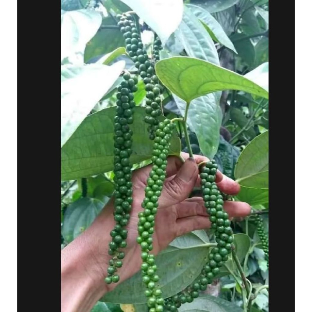 Bibit stek lada perdu unggul 15 pcs murah bibit stek merica bibit stek batang lada perdu unggul