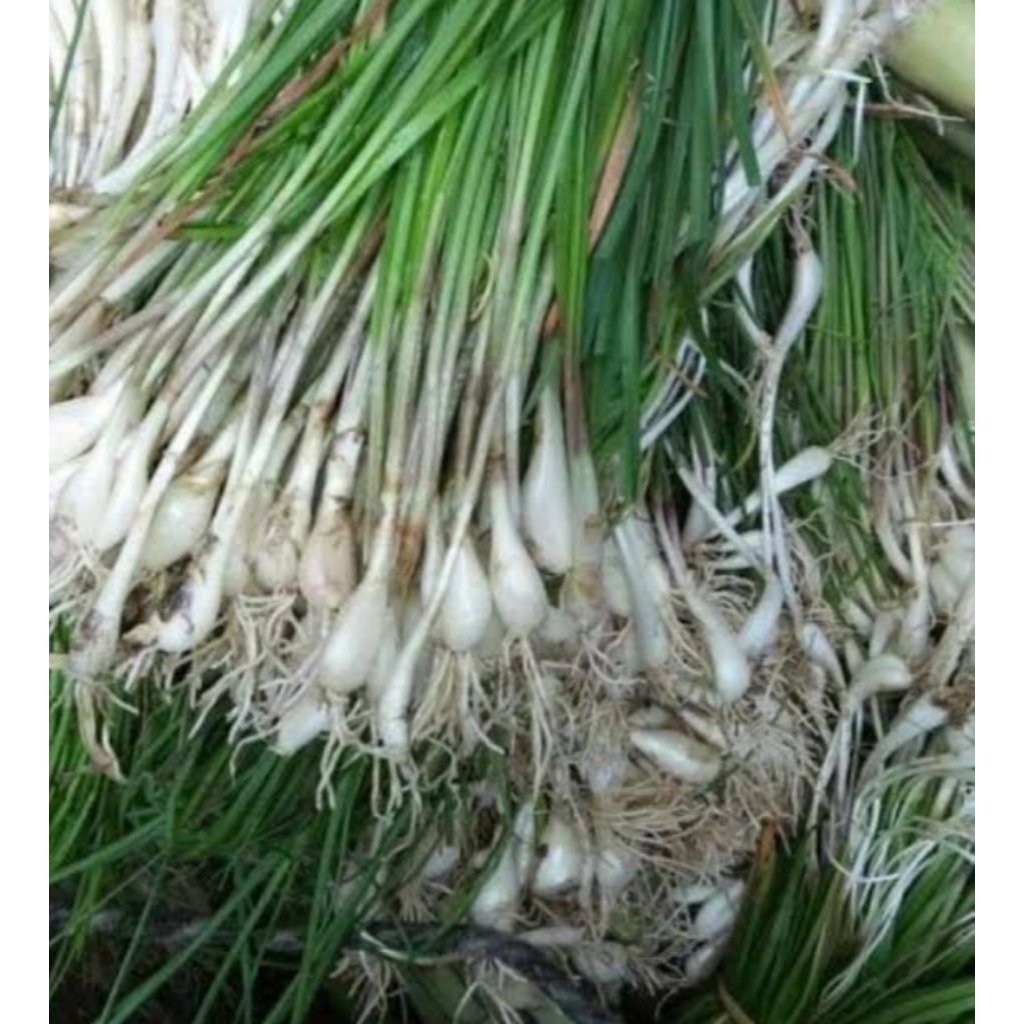 

SAYUR KUNCAI SEGAR/BIBIT SAYUR KUNCAI PERIKT