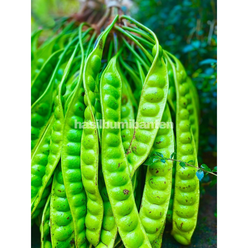 

PETE/PETAI TUA FRESH ISI 30 PAPAN LONJOR BARU PETIK