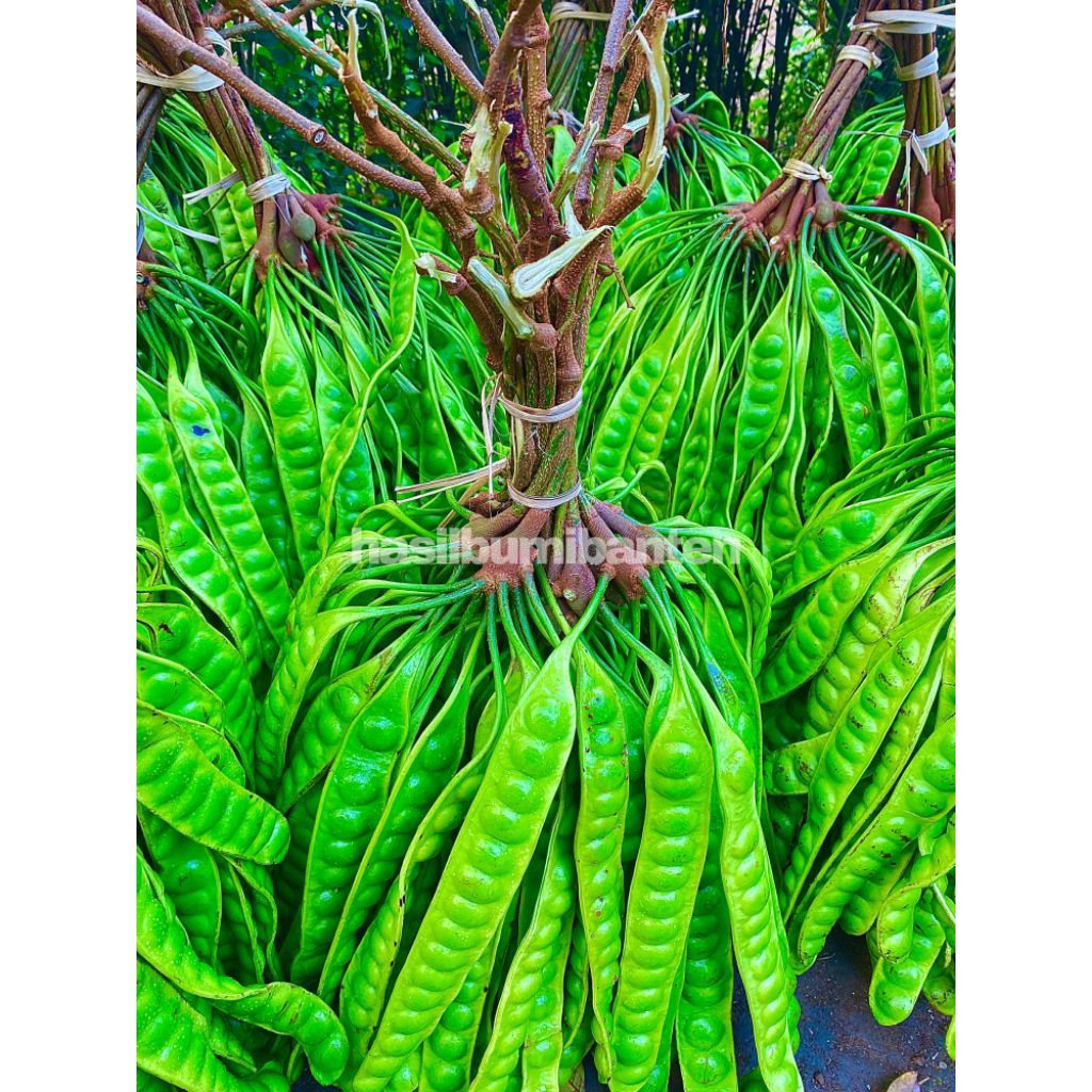 

PETE/PETAI TUA FRESH ISI 40 PAPAN LONJOR BARU PETIK