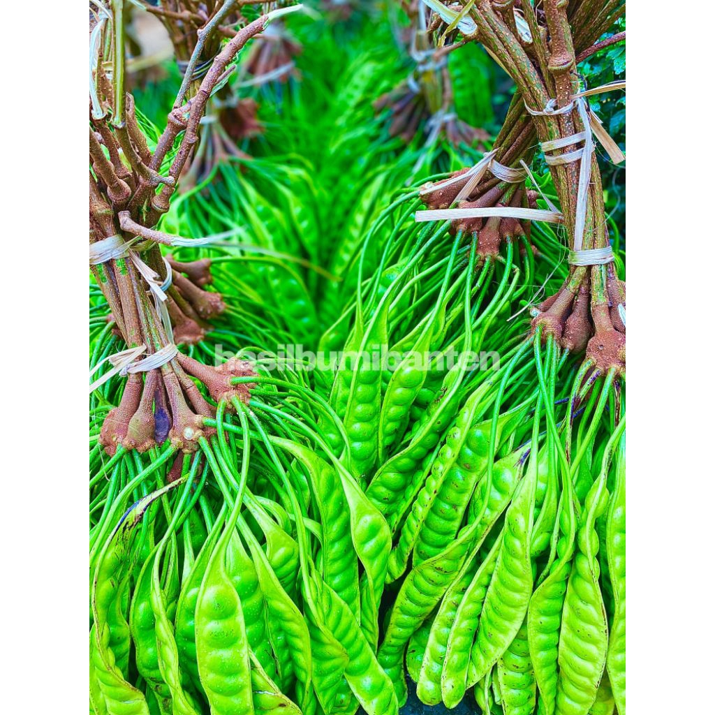 

PETE/PETAI TUA FRESH 1 EMPONG ISI 100 PAPAN LONJOR BARU PETIK