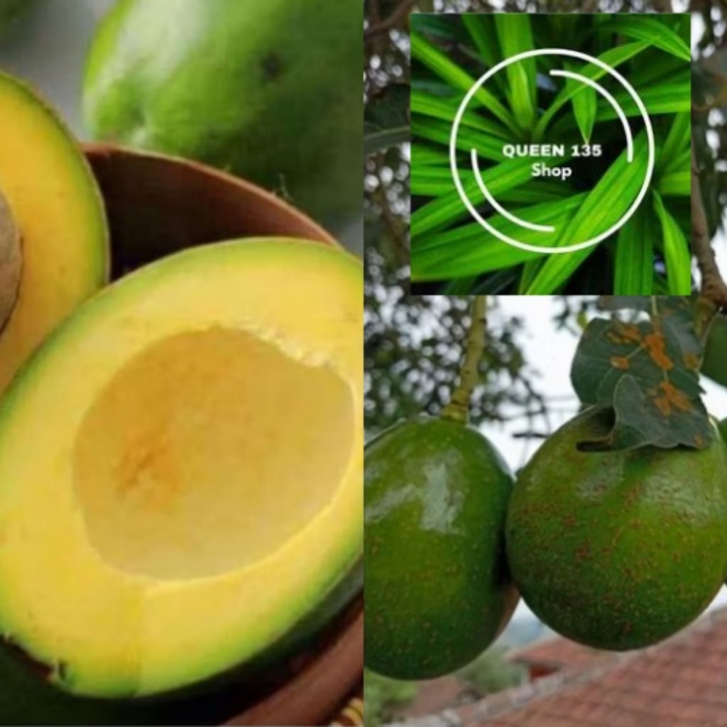 

alpukat mentega alpukat segar mentah 1,KG