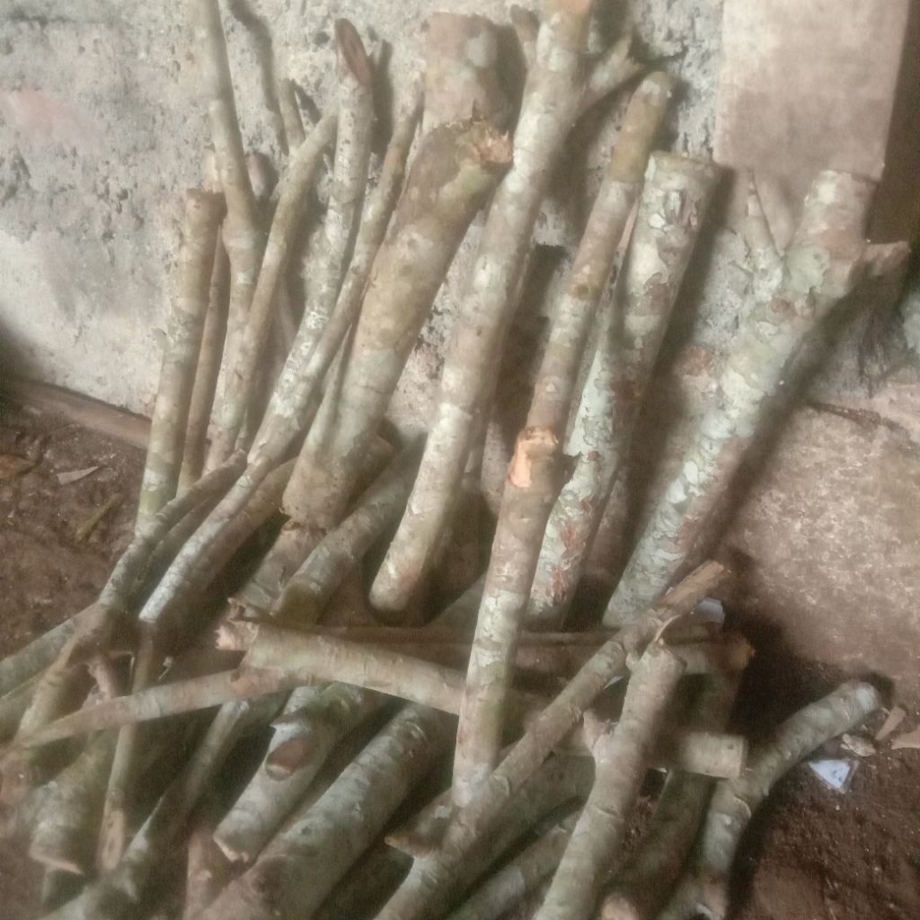 

stek putat per ikat isi 10 pcs