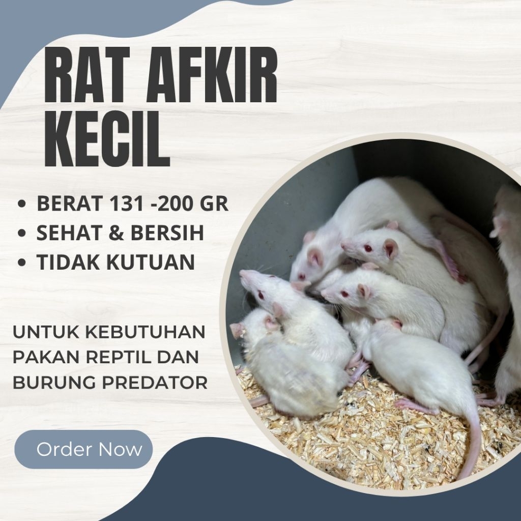 Tikus putih rat afkir kecil