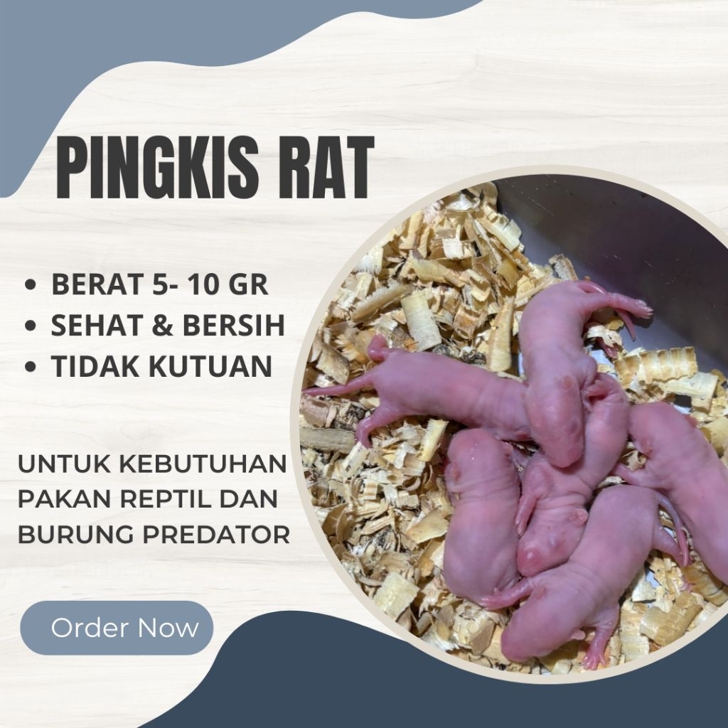 Tikus putih pingkis rat