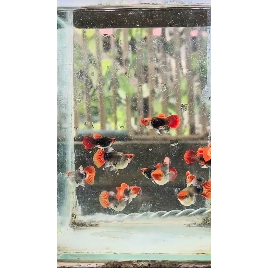 GUPPY TUXSEDO KOI BALON