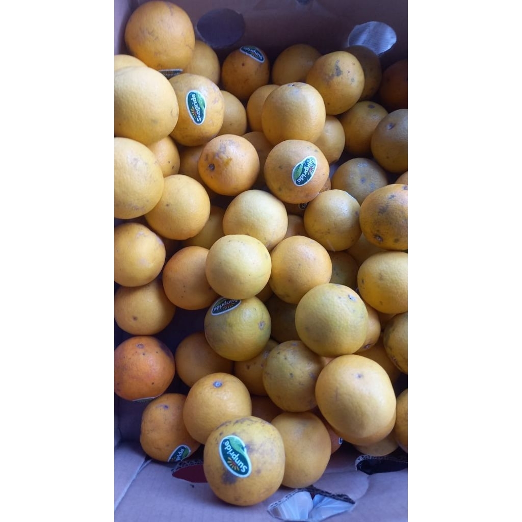 

Jeruk Baby Sunpride Bandung