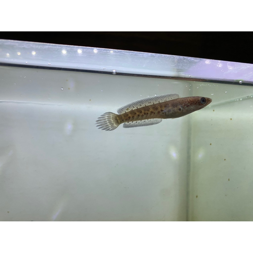 Channa Auranti size 4-5cm