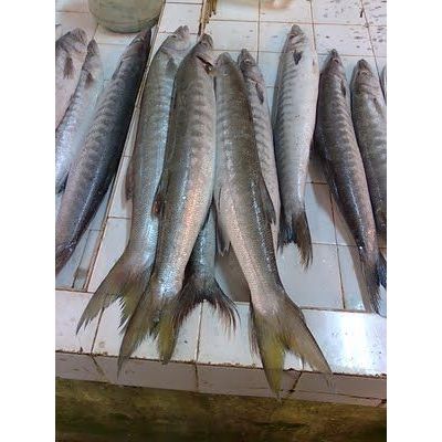 

Ikan Alu-alu / Alo-alo / Baracuda Bersih