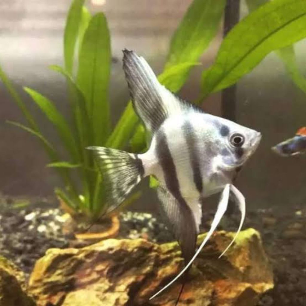 Manfish altum ikan aquascape