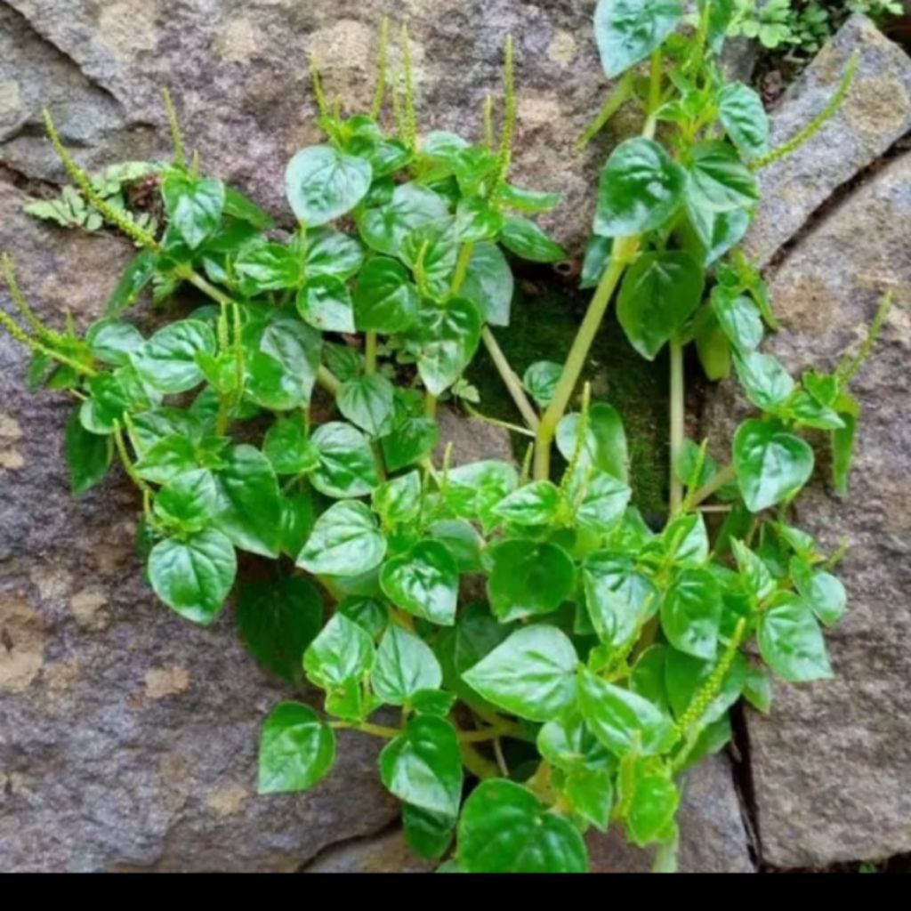

Daun sirih cina suruhan ketumpang air per 250 gram